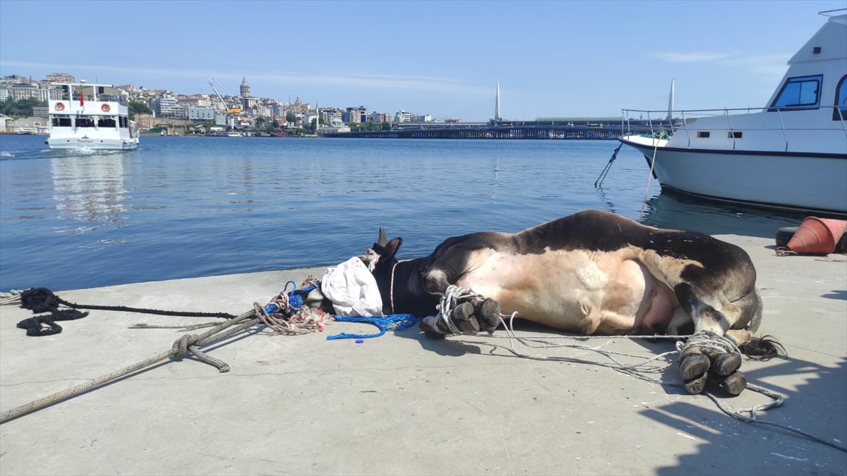 halicte-suya-dusen-buyukbas-kurbanligi-deniz-polisi-kurtardi-1.jpg