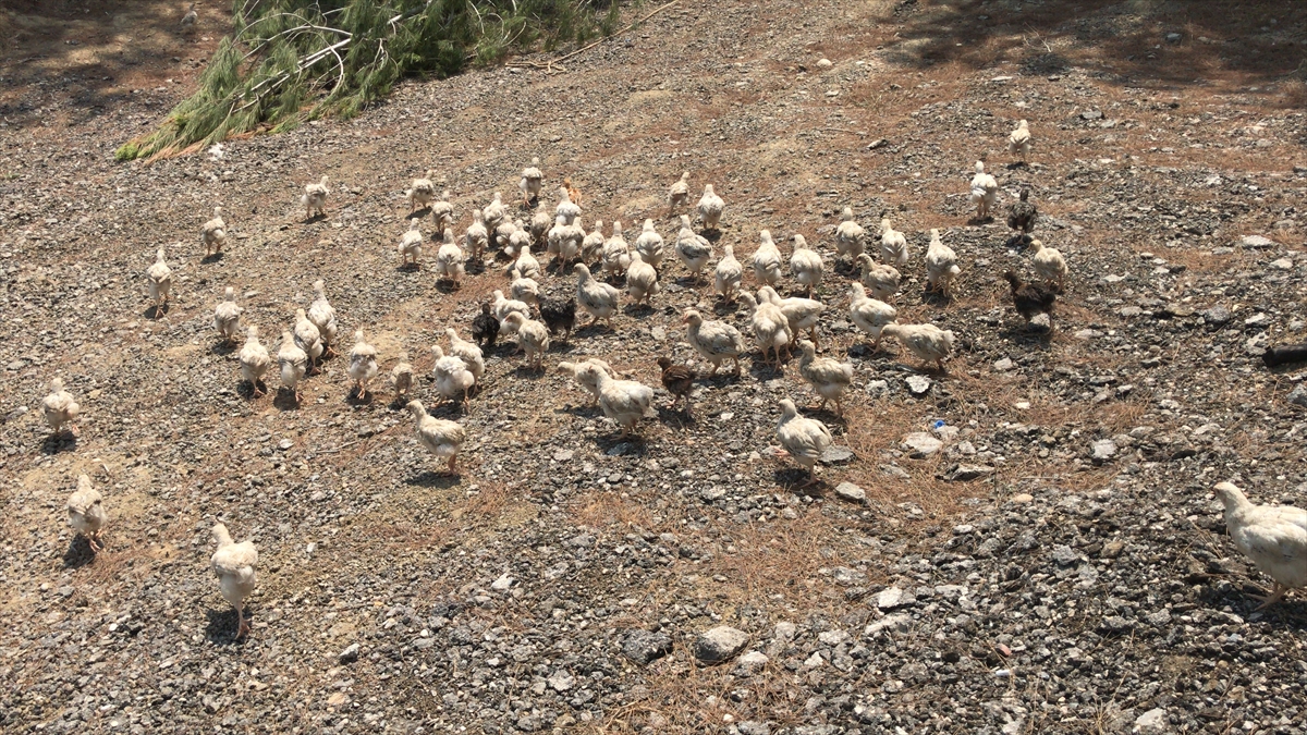 araziye-terk-edilen-yaklasik-300-civciv-korumaya-alindi-7.jpg