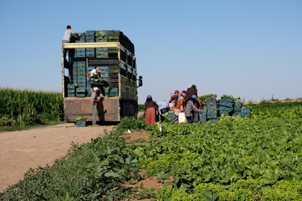 konya-ovasinda-marul-uretimi-artiyor2.jpg