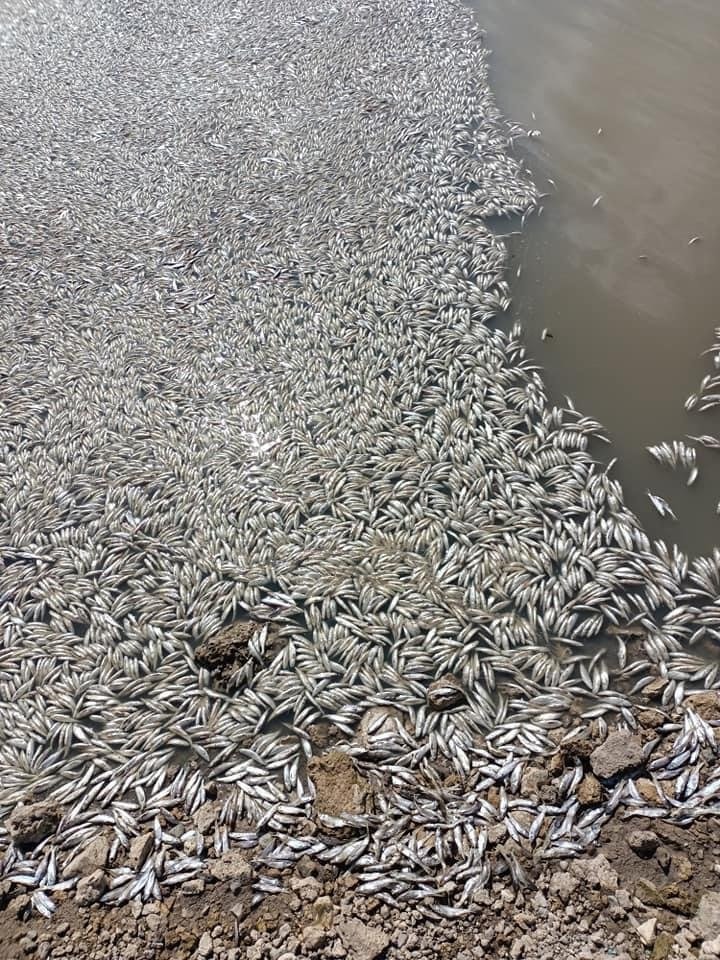 konyada-korkutan-goruntu-sular-cekilince-binlerce-balik-oldu-002.jpg