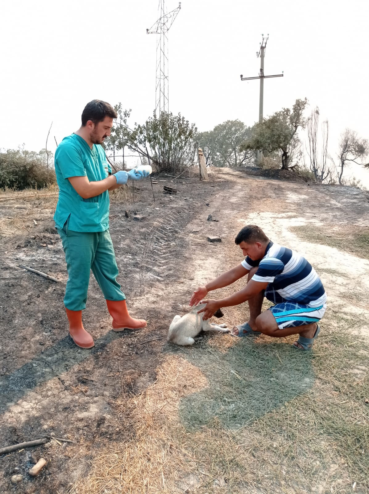 konyadan-manavgata-gonderilen-canbulan-yangindan-zarar-goren-hayvanlarin-yarasini-sariyor2.jpg