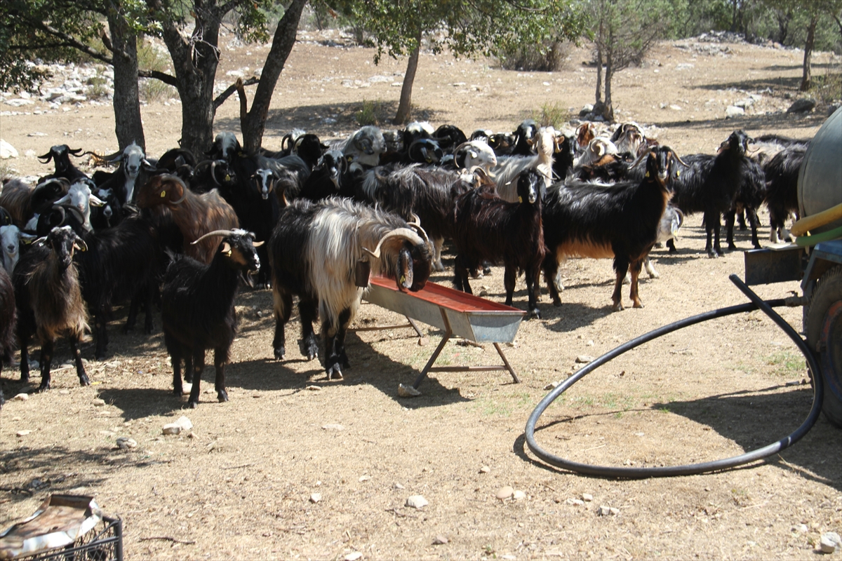 konyada-kuraklik-nedeniyle-yaylalardaki-cesme-ve-kuyularda-su-bitti-besiciler-yeni-cozum-uretti-3.jpg