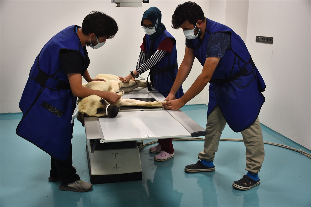 turkiyenin-en-buyuk-pet-hastanesi-selcuk-universitesinde-9.jpg