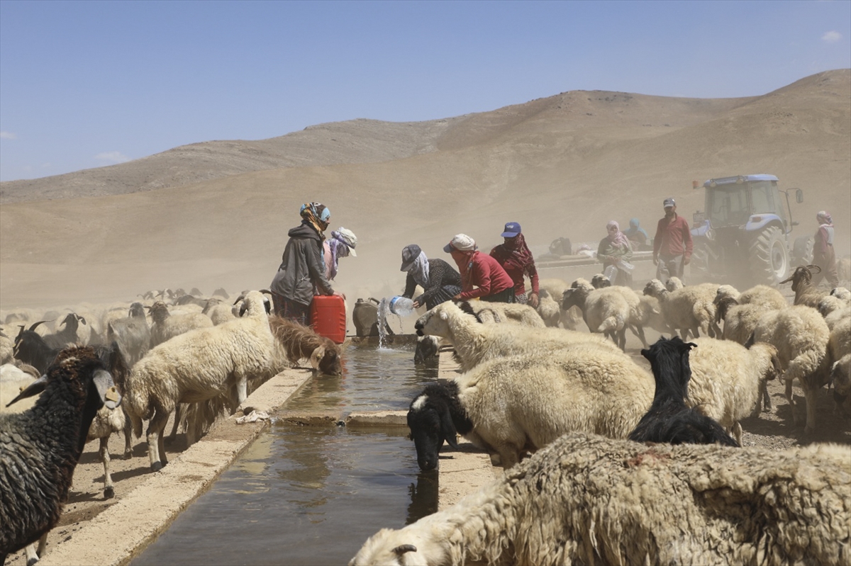 ciftciler-yayladaki-hayvanlarinin-suya-kavusmasini-halay-cekerek-kutladi-2.jpg