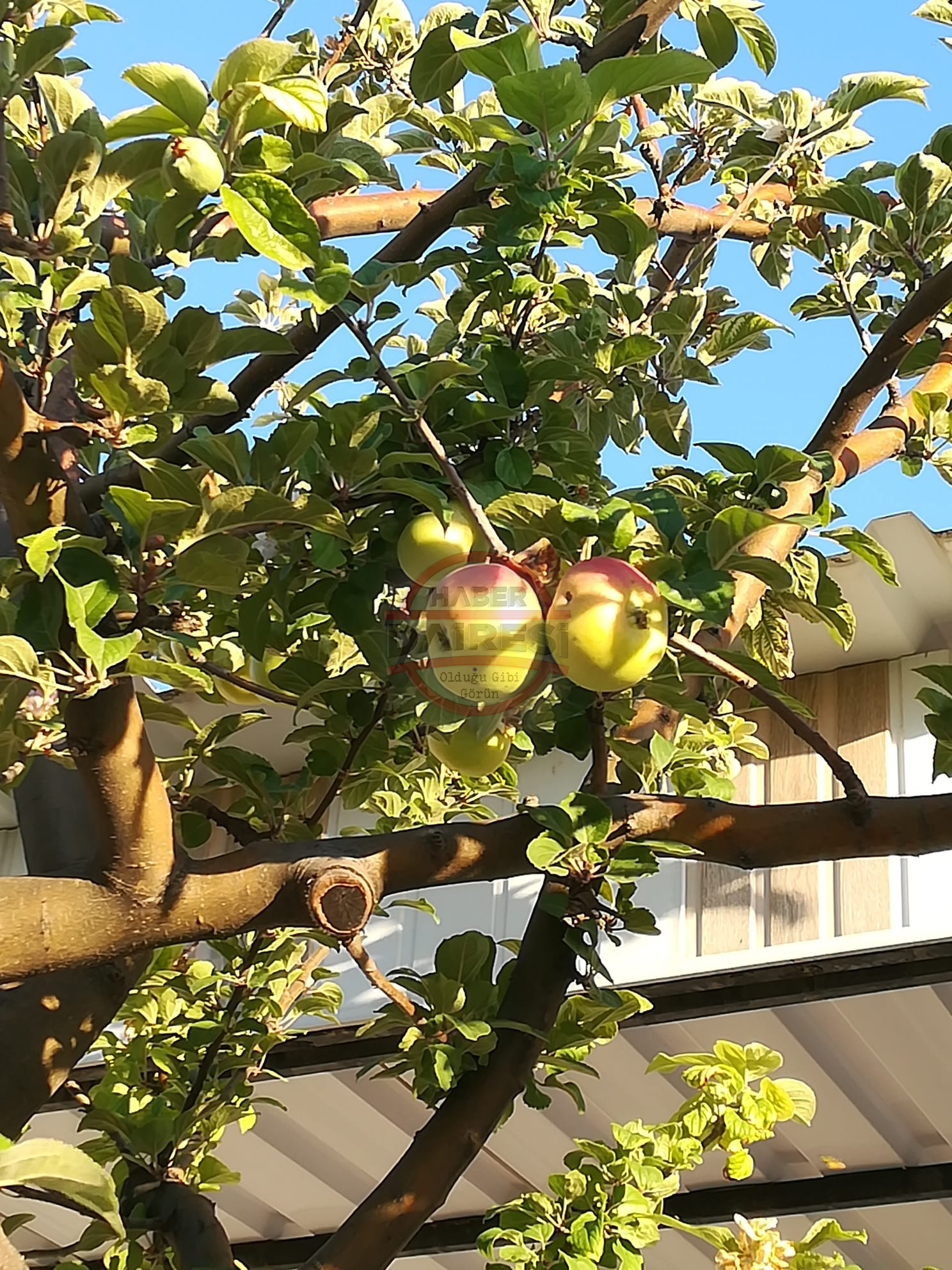 goren-saskin-konyadaki-bu-agacta-cicek-yeni-buyuyen-ve-yetismis-elma-bir-arada-003.jpg