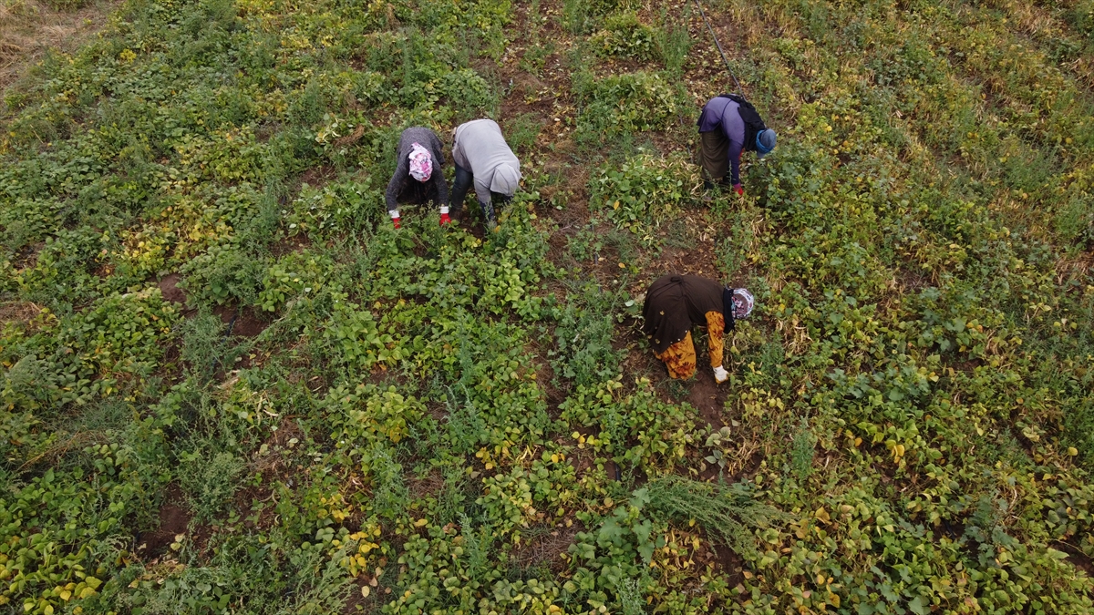 tahil-ambari-konya-kuru-fasulye-uretiminde-de-iddiali-2.jpg