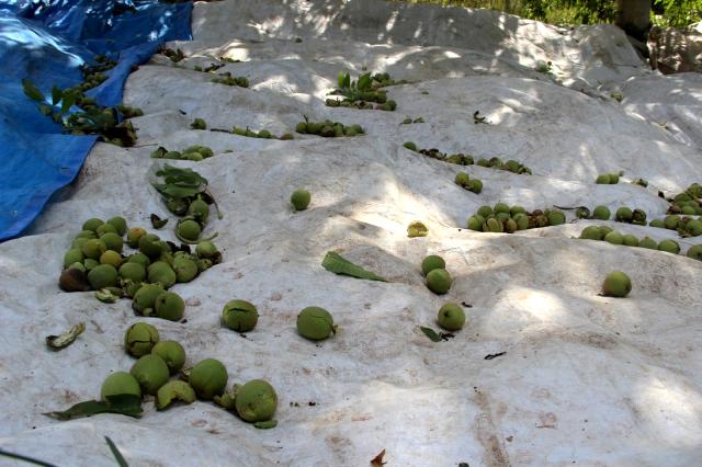 verim-10da-1e-dustu-uretici-zor-durumda-bu-yil-da-fiyati-cep-yakacak.jpg