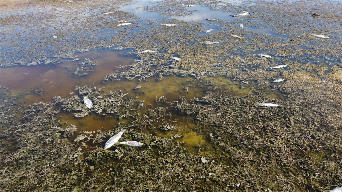 beysehir-golu-kenarindaki-sulak-alan-kurudu-yuzlerce-balik-telef-oldu-1.jpg