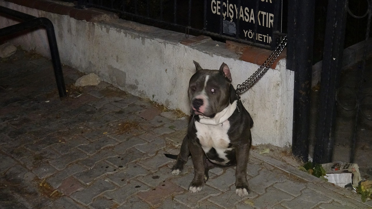 silahli-saldiriya-ugrayan-genc-oldu-pitbull-cinsi-kopegi-sahibinin-yanina-kimseyi-yaklastirmadi8.jpg