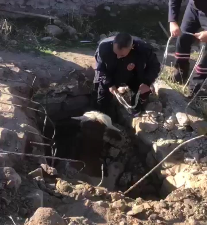 konyada-2-metrelik-cukura-dusen-bogayi-itfaiye-kurtardi-001.jpeg