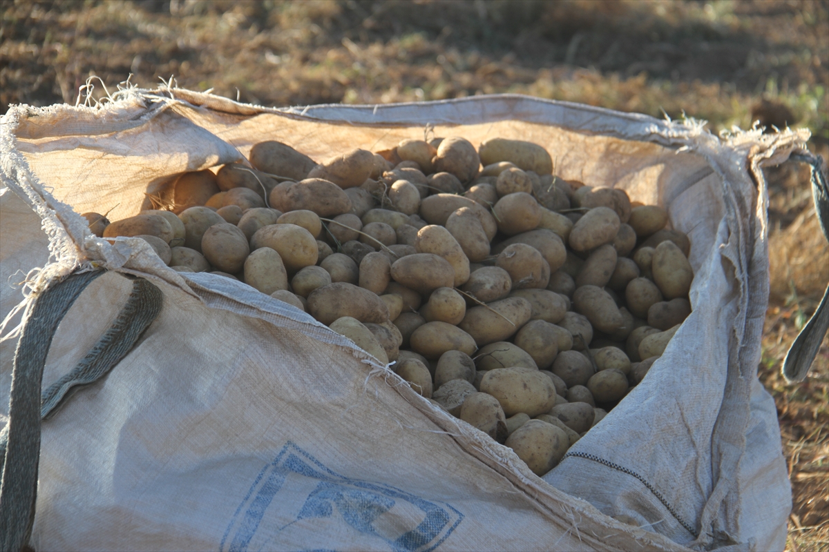 konyanin-bu-ilcesi-cipslik-patates-uretiminde-bir-merkez-haline-geldi-3.jpg