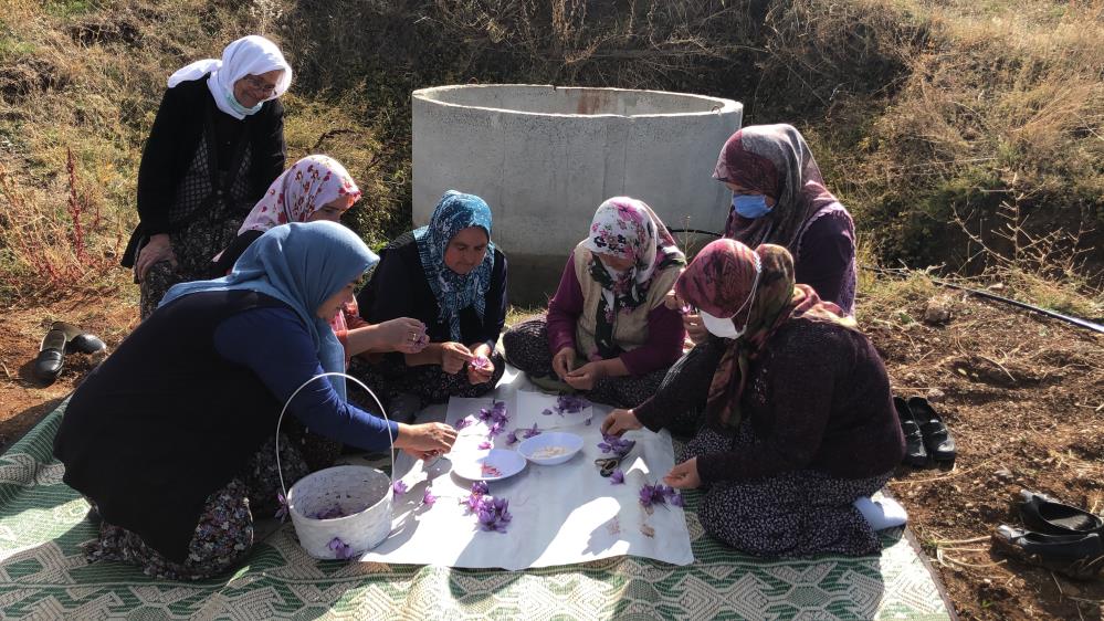 isparta-safran-uretimi.jpg