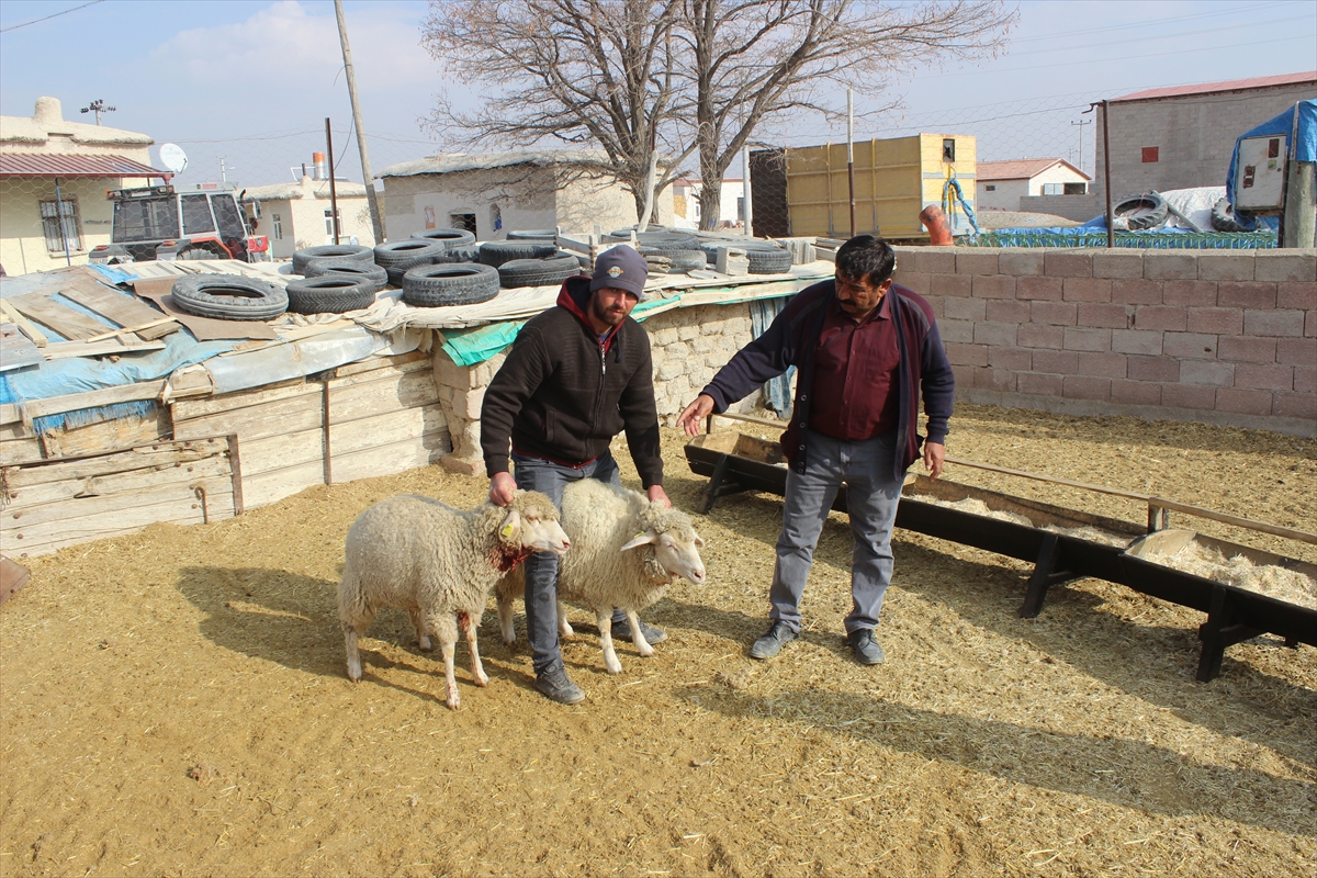 konyada-agila-giren-kurtlar-cok-sayida-koyunu-telef-etti-1.jpg