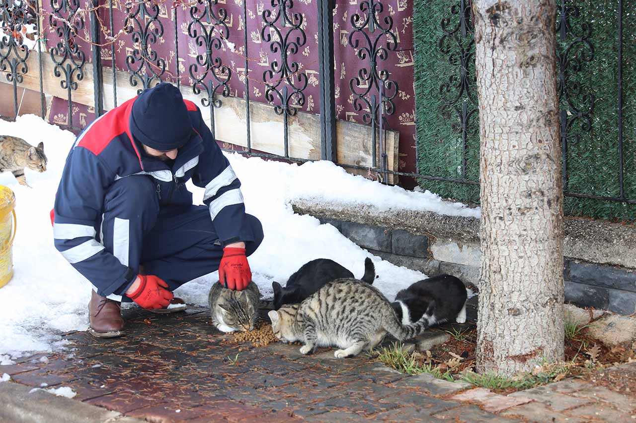 meramda-sokak-hayvanlari-icin-yem-takviyesi-4.jpg