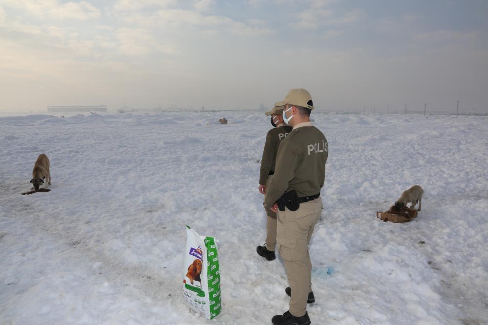 konyada-hayvanlari-koruma-polisleri-bin-45-ihbara-cevap-verdi-3.jpg