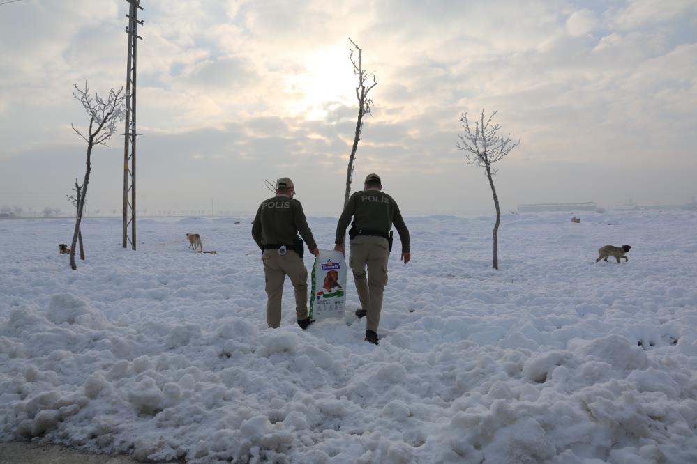konyada-hayvanlari-koruma-polisleri-bin-45-ihbara-cevap-verdi-6.jpg