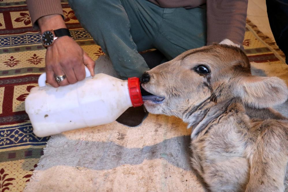 yeni-dogan-buzagiyi-gorunce-sok-oldu-simdi-aglayarak-yardim-istiyor-002.jpg