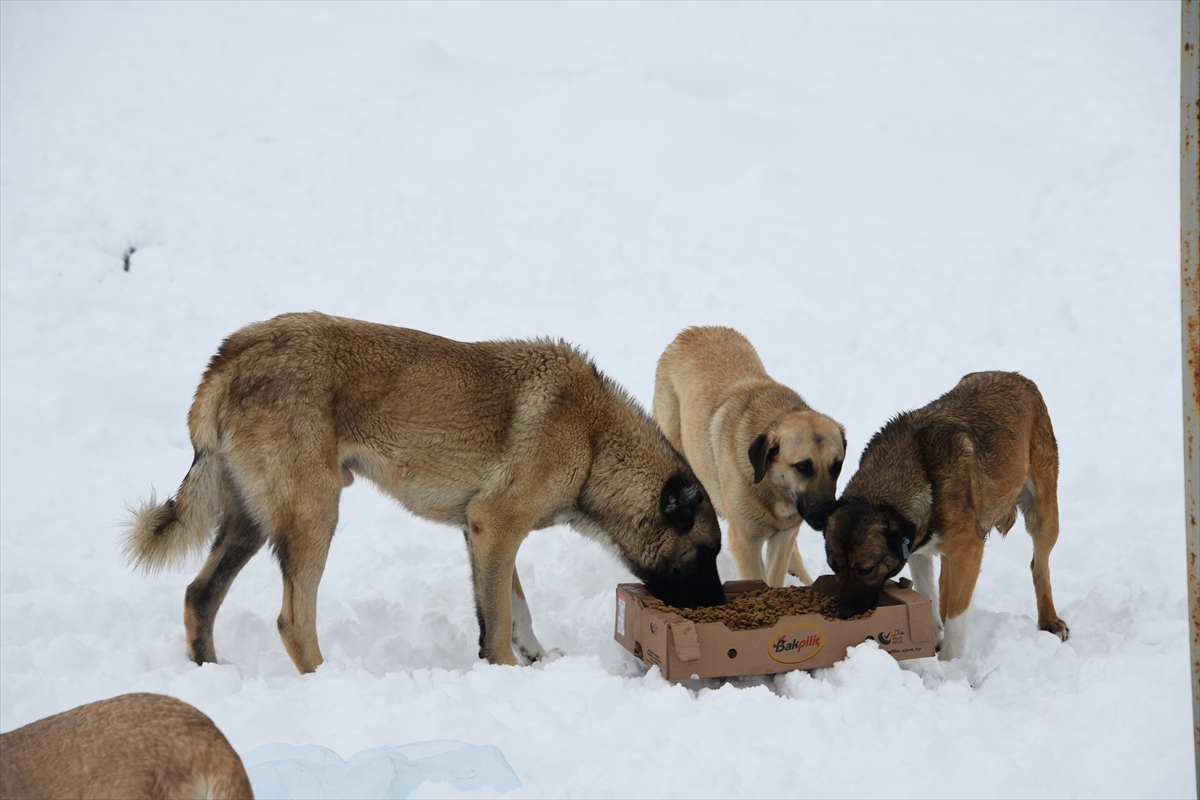 konya-buyuksehirden-hayvan-basina-her-ay-150-lira-destek-4.jpg