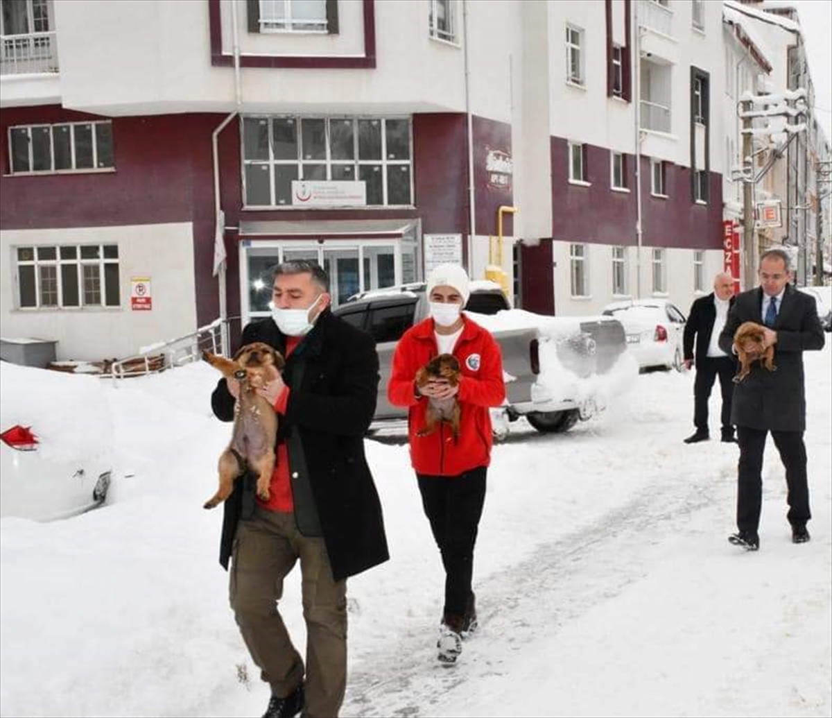 konyada-sokaga-terk-edilen-yavru-kopeklere-kaymakam-sahip-cikti-003.jpg