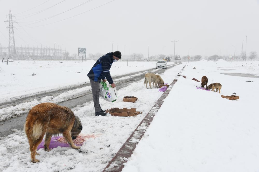 konya-buyuksehir-belediyesi-soguk-kis-gunlerinde-sahipsiz-hayvanlarin-yaninda.jpg