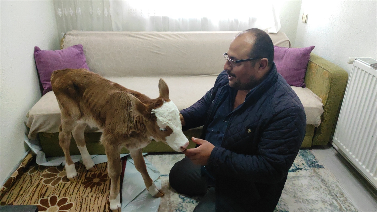 konyada-annesi-olen-buzagiya-bebek-gibi-bakiyor-8.jpg