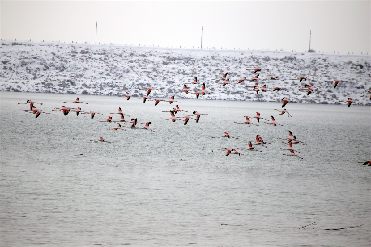 flamingolar-soguktan-ivriz-barajina-sigindi-002.jpg