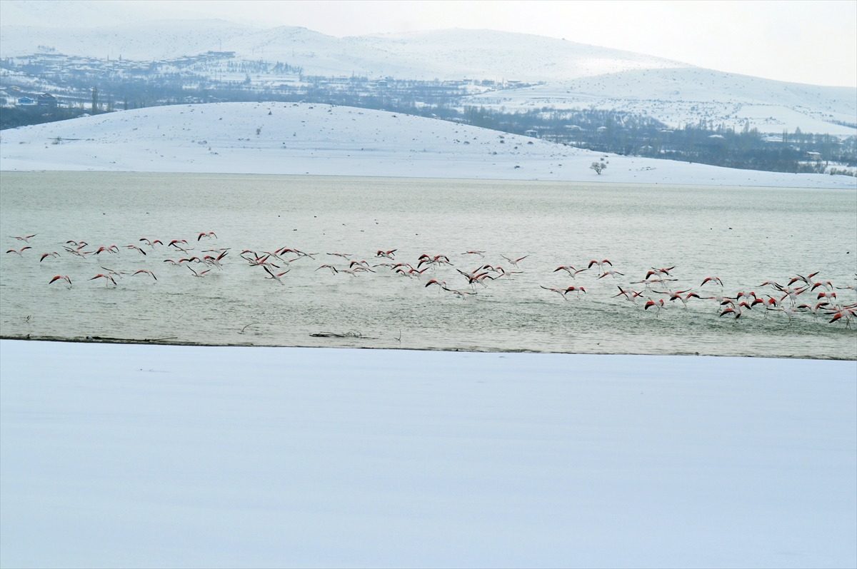 flamingolar-soguktan-ivriz-barajina-sigindi.jpg