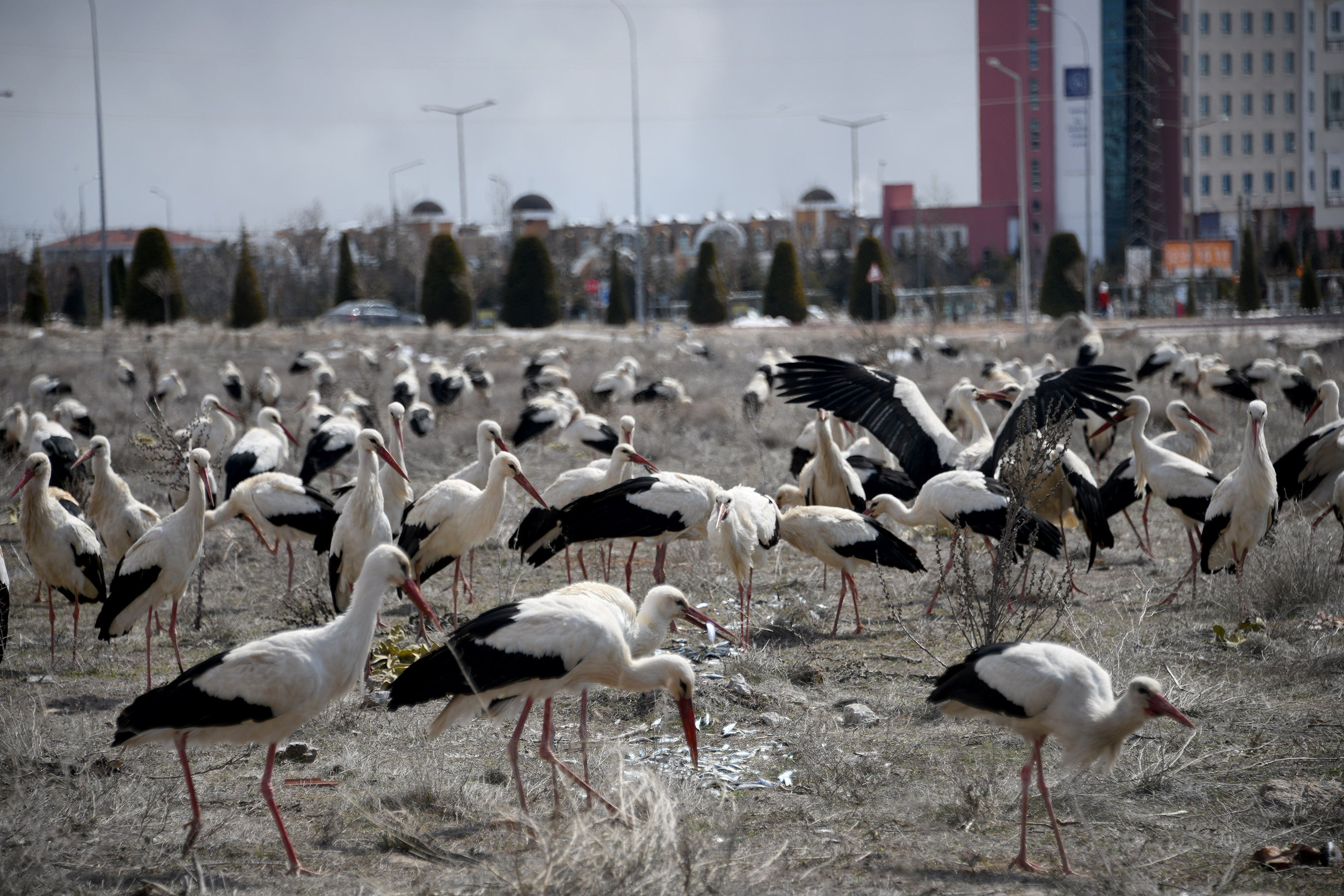 konya-buyuksehir-kent-merkezine-inen-leylekleri-balikla-besliyor.jpg