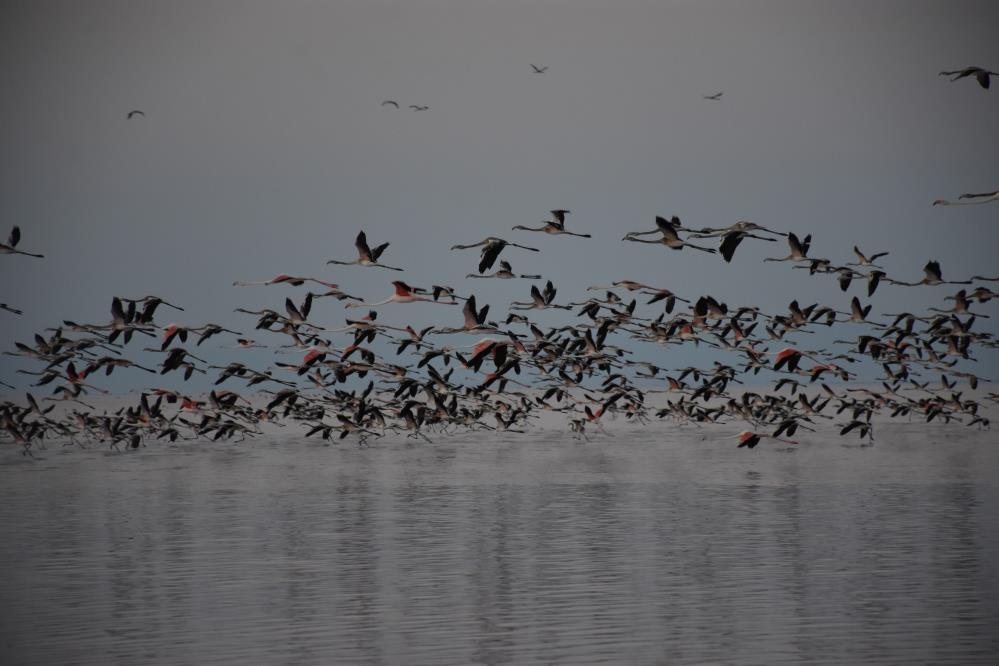 tuz-golunde-flamingo-olumlerine-jandarma-onlemi-001.jpg