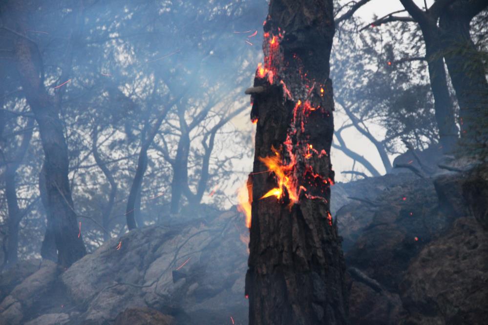 orman-yangini-alevler-makilik-alana-ve-zeytin-agaclarina-sicradi-001.jpg