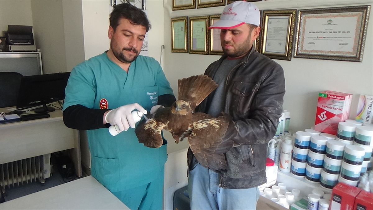 konyada-bir-ciftci-yarali-buldugu-sahini-otomobiliyle-veterinere-goturdu.jpg
