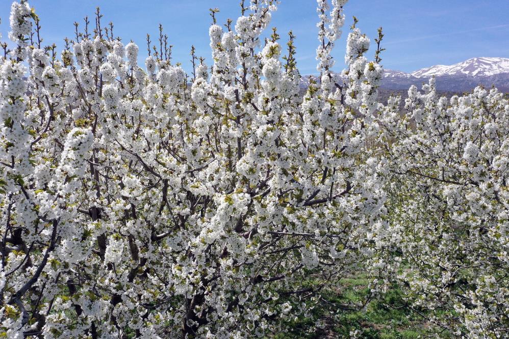 konyada-dunyaca-unlu-ve-tescilli-aksehir-kirazi-agaclari-cicek-acti.jpg