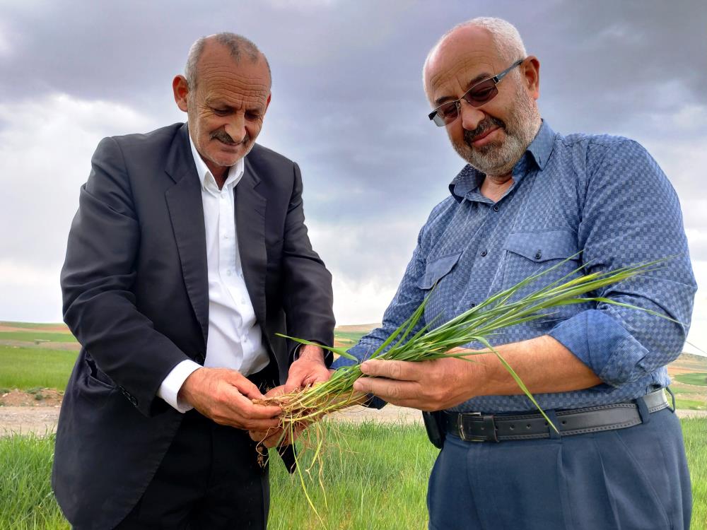 konya-ovasinda-bu-yil-hububatta-beklenen-rekolte-miktari-aciklandi-001.jpg