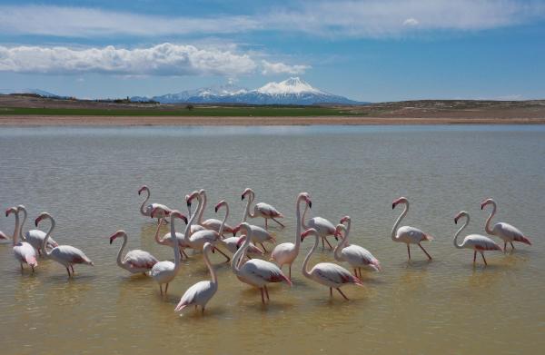tuz-golune-goc-eden-olan-flamingolar-aksarayin-mamasin-barajinda-mola-verdi-002.jpg