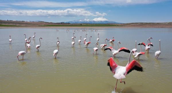 tuz-golune-goc-eden-olan-flamingolar-aksarayin-mamasin-barajinda-mola-verdi-004.jpg