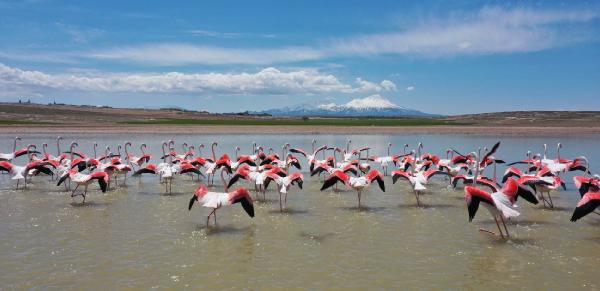 tuz-golune-goc-eden-olan-flamingolar-aksarayin-mamasin-barajinda-mola-verdi-006.jpg