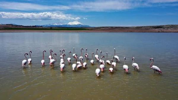 tuz-golune-goc-eden-olan-flamingolar-aksarayin-mamasin-barajinda-mola-verdi.jpg