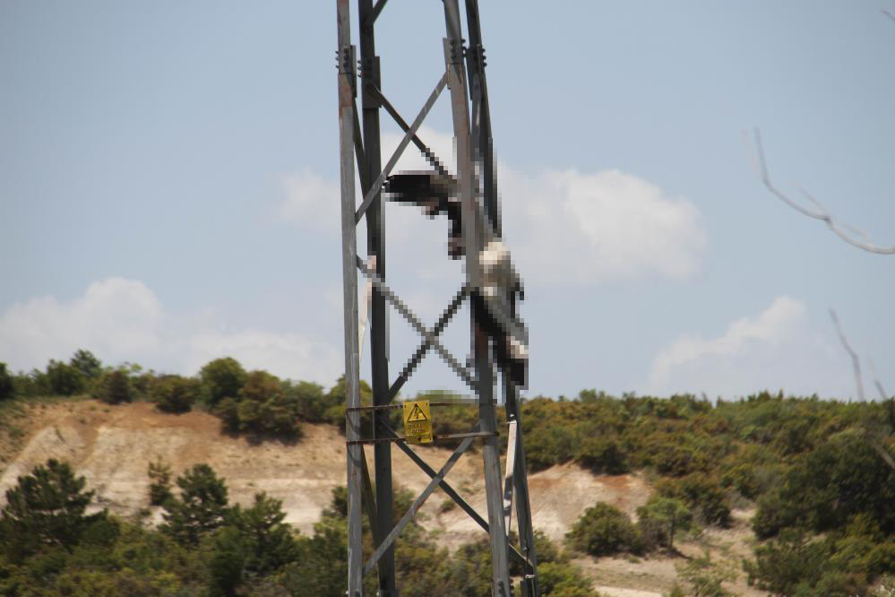konyada-yuksek-gerilim-hatlarina-yuva-yapan-leylekler-telef-oluyor-002.jpg