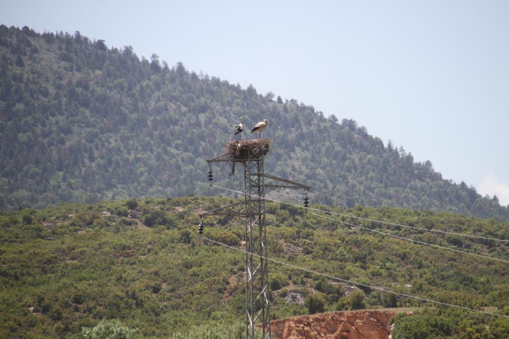 konyada-yuksek-gerilim-hatlarina-yuva-yapan-leylekler-telef-oluyor-003.jpg