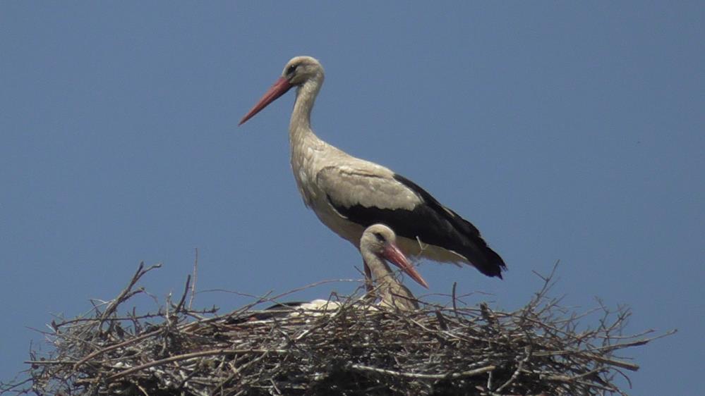 konyada-yuksek-gerilim-hatlarina-yuva-yapan-leylekler-telef-oluyor.jpg