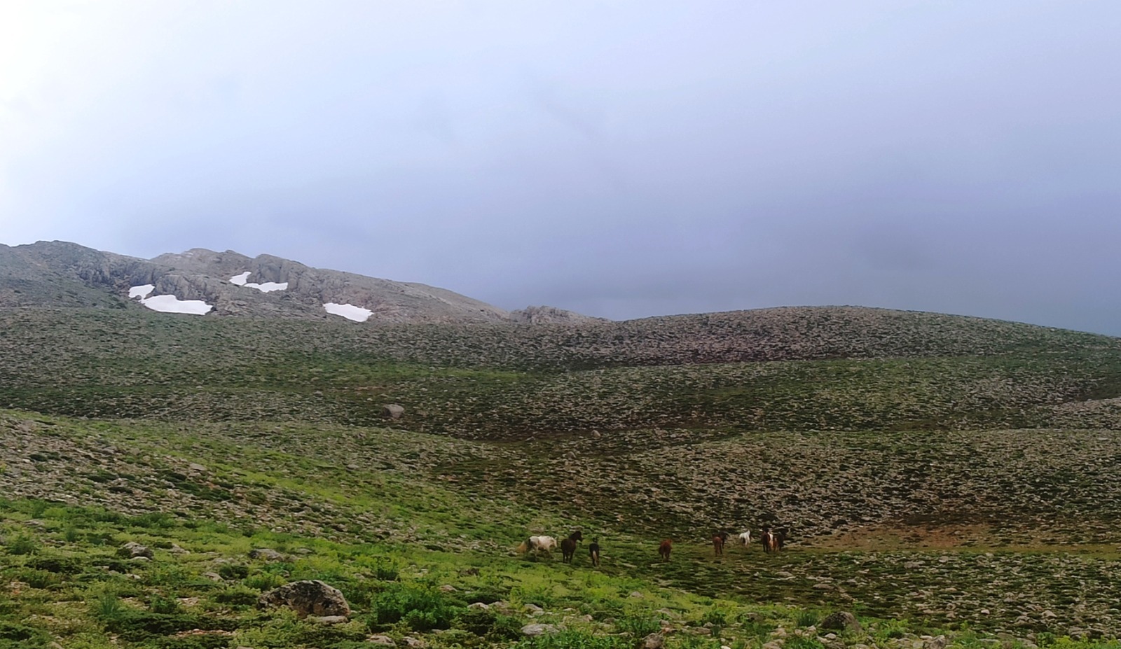 konyali-dogaseverler-100-kilometre-yol-kat-edip-yilki-atlarini-goruntuledi-005.jpeg