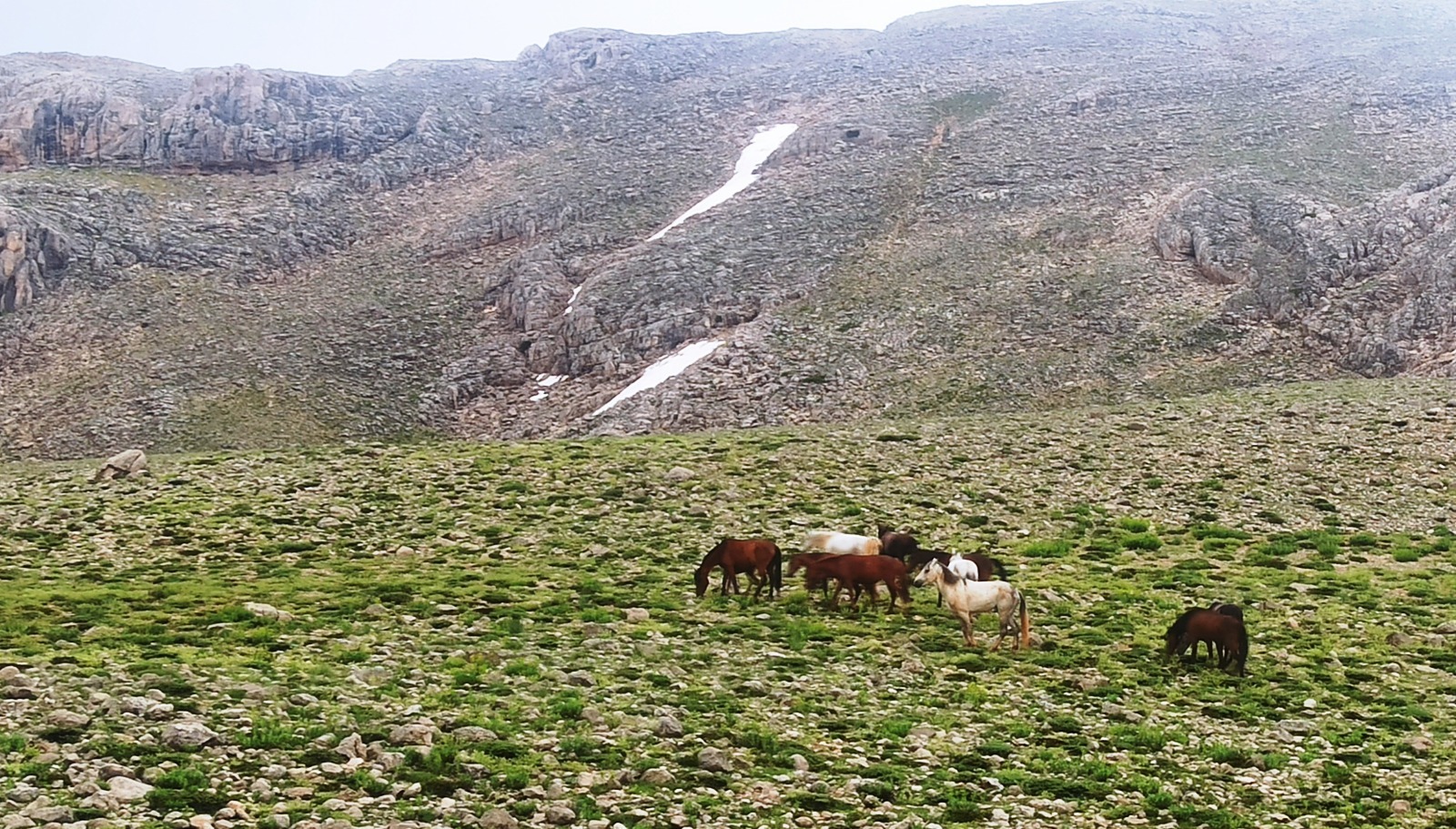 konyali-dogaseverler-100-kilometre-yol-kat-edip-yilki-atlarini-goruntuledi-006.jpeg