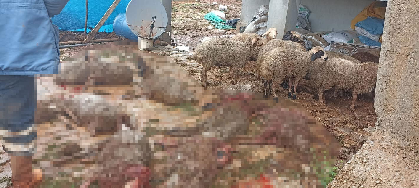 konyada-sel-sularinin-bastigi-barinakta-25-kucukbas-hayvan-oldu-002.jpg