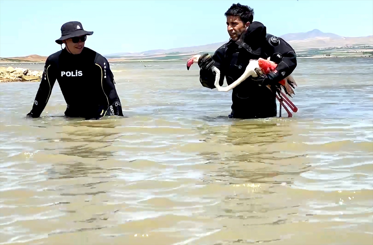 konya-su-alti-polisinin-nehirde-buldugu-yarali-flamingo-tedavi-edildi.jpg