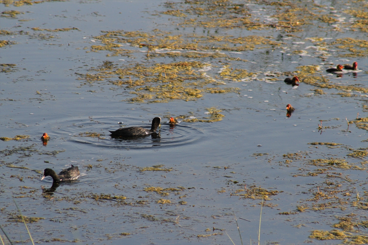 konya-beysehir-golunde-yavru-su-kuslari-ilgi-cekiyor.jpg