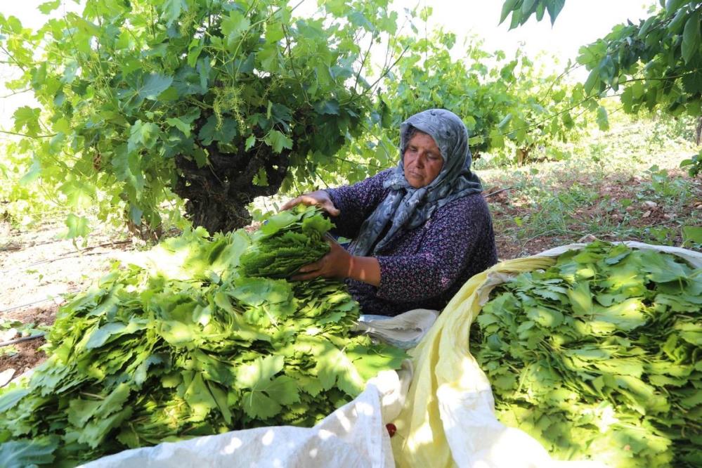 konyanin-hadim-ilcesinde-asma-yapragi-hasadi-basladi.jpg