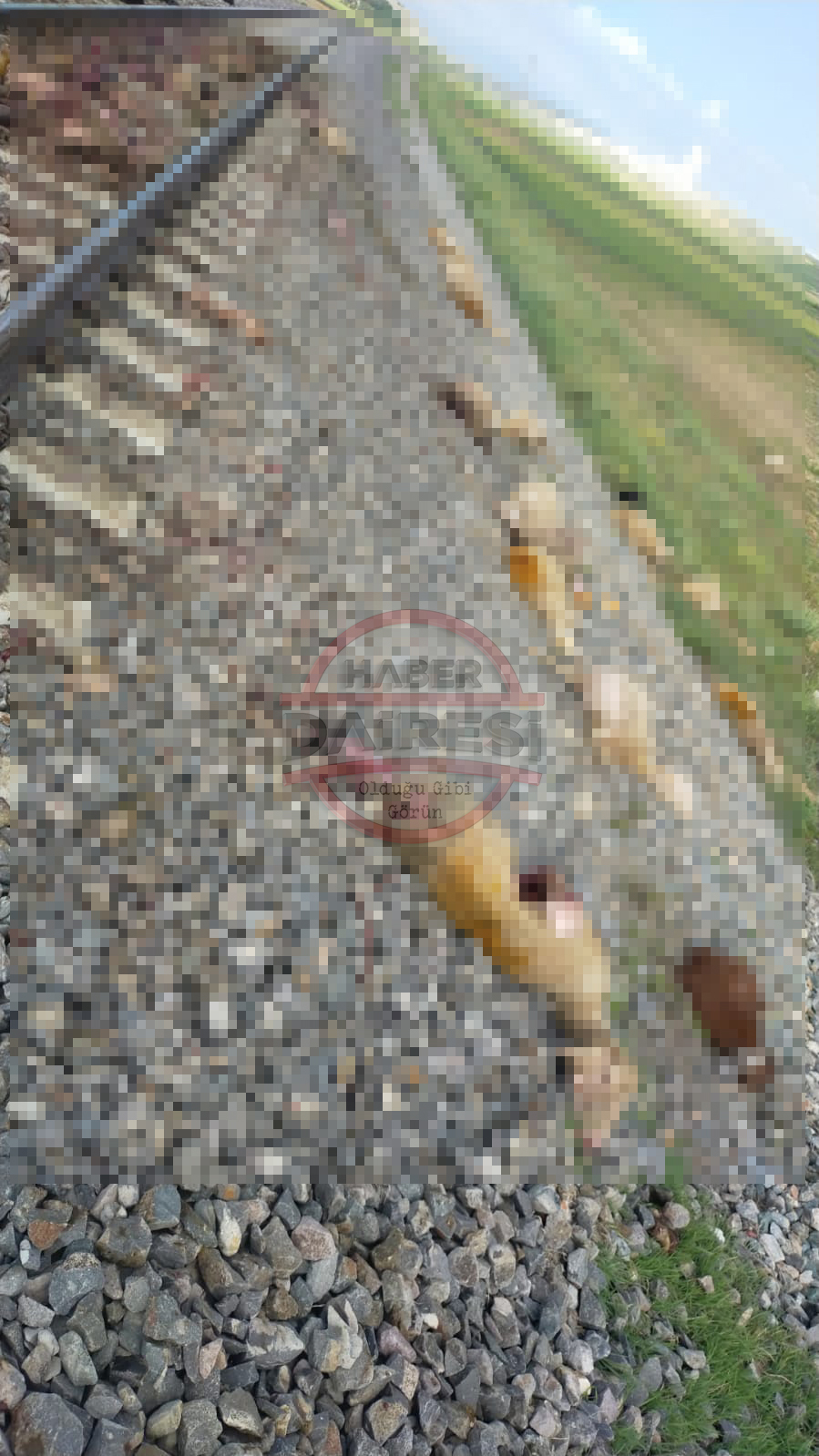 konyada-tren-suruye-daldi-130-hayvan-telef-oldu-002.jpg