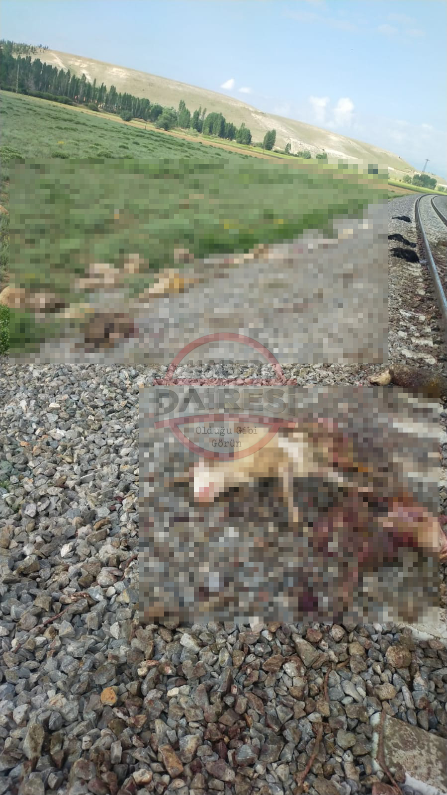 konyada-tren-suruye-daldi-130-hayvan-telef-oldu-003.jpg