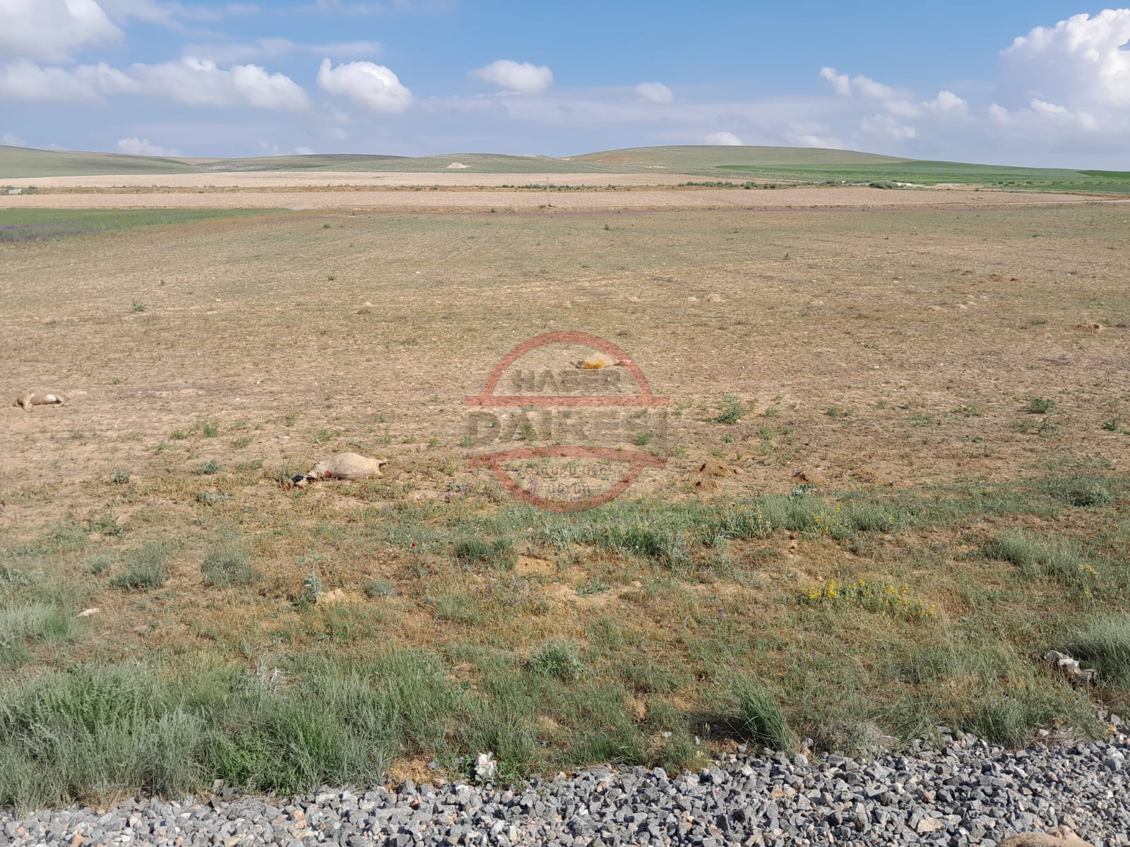 konyada-tren-suruye-daldi-130-hayvan-telef-oldu-004.jpg