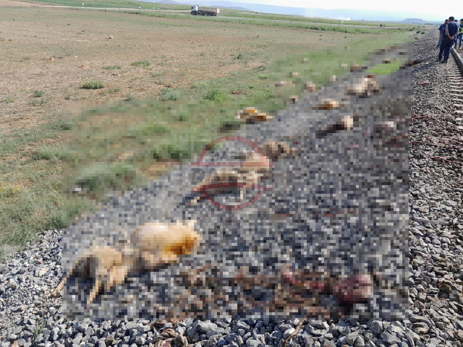 konyada-tren-suruye-daldi-130-hayvan-telef-oldu.jpg